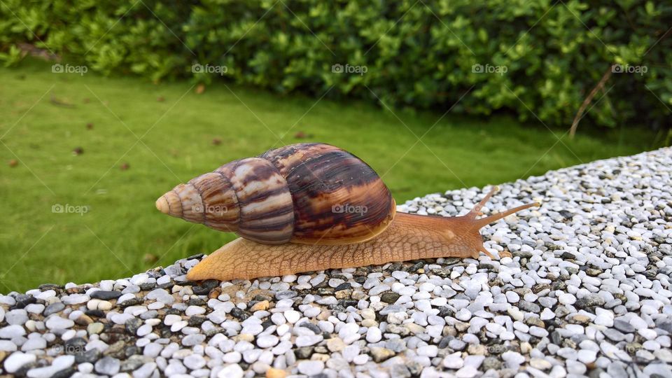 A big snail