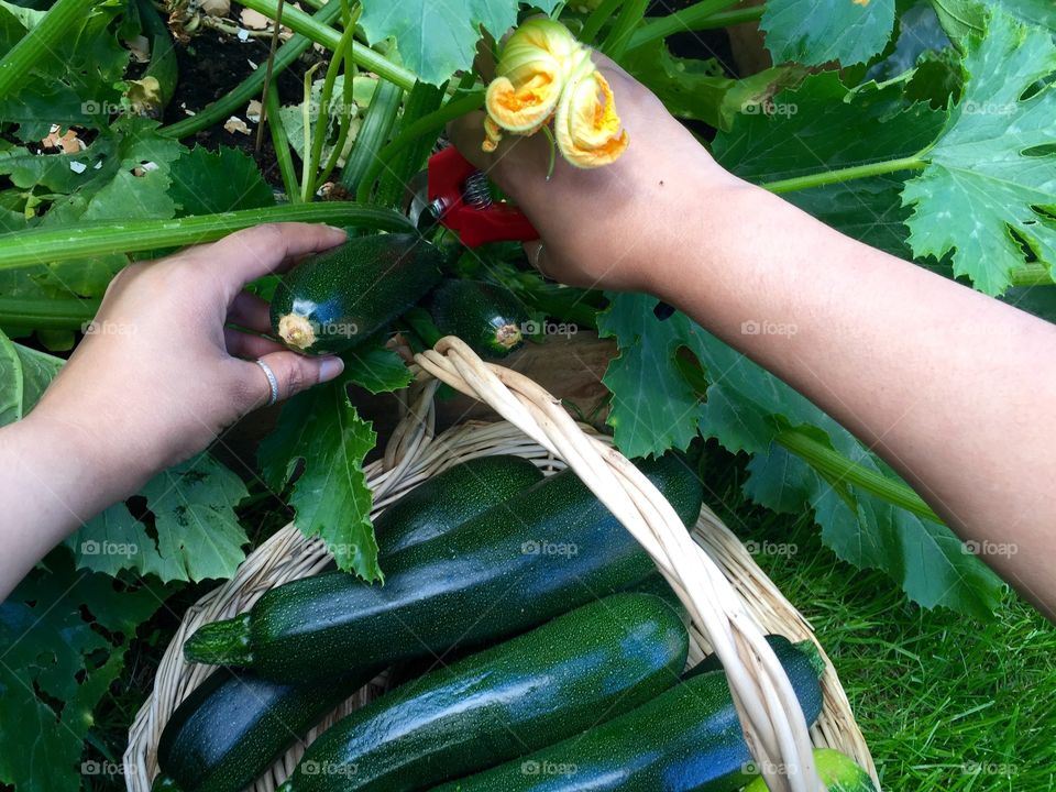 Homegrown courgette (zucchini)