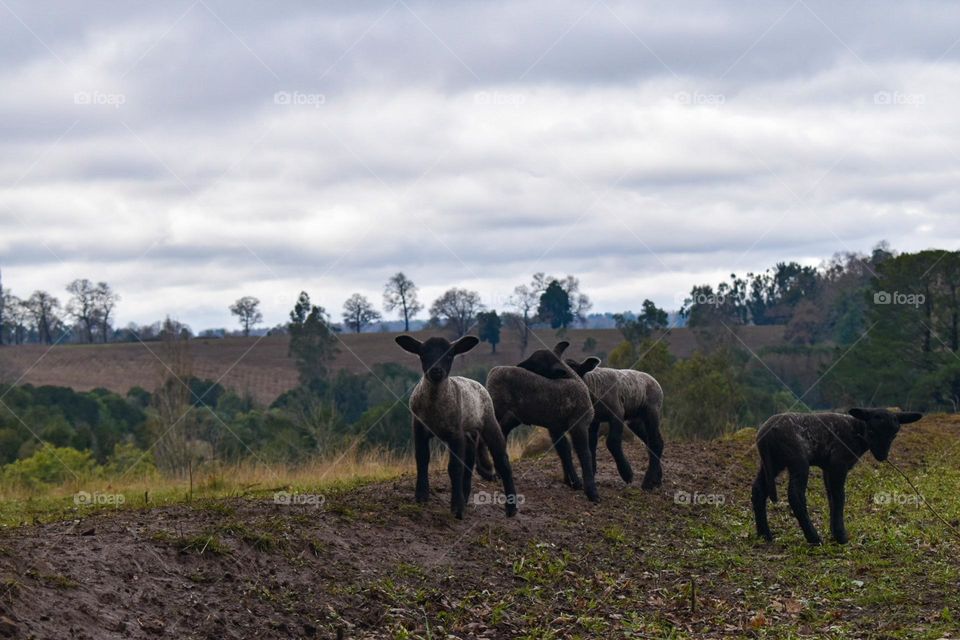 Dark lambs in a country landscape