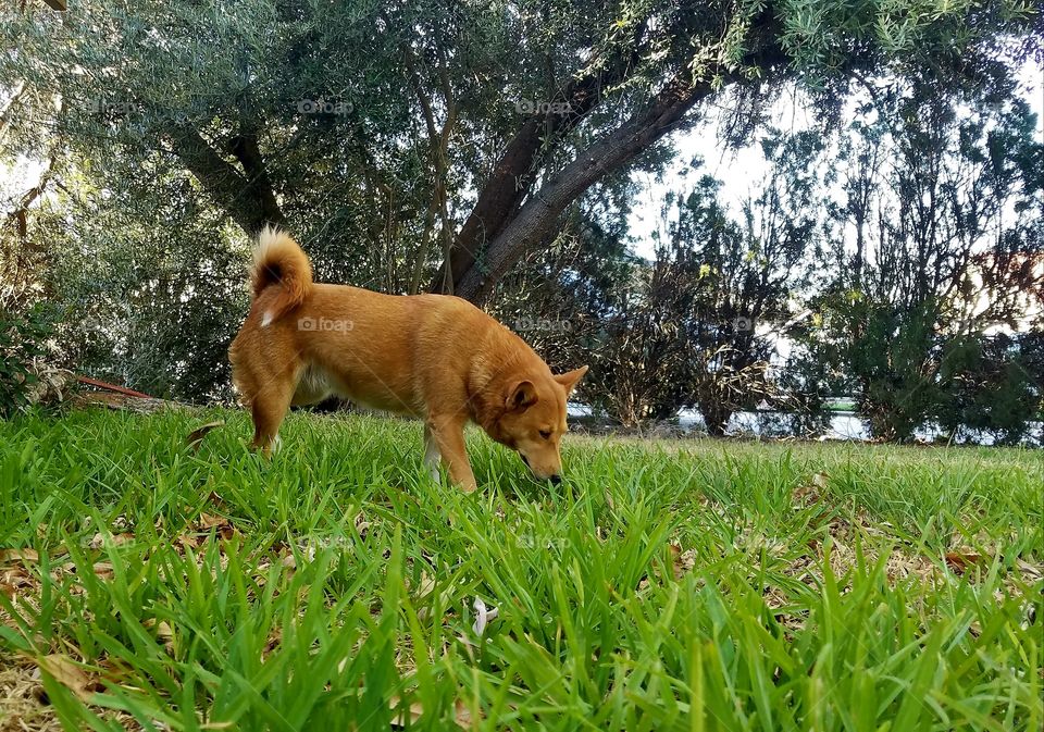 Bella Shiba Inu Sheltie mix