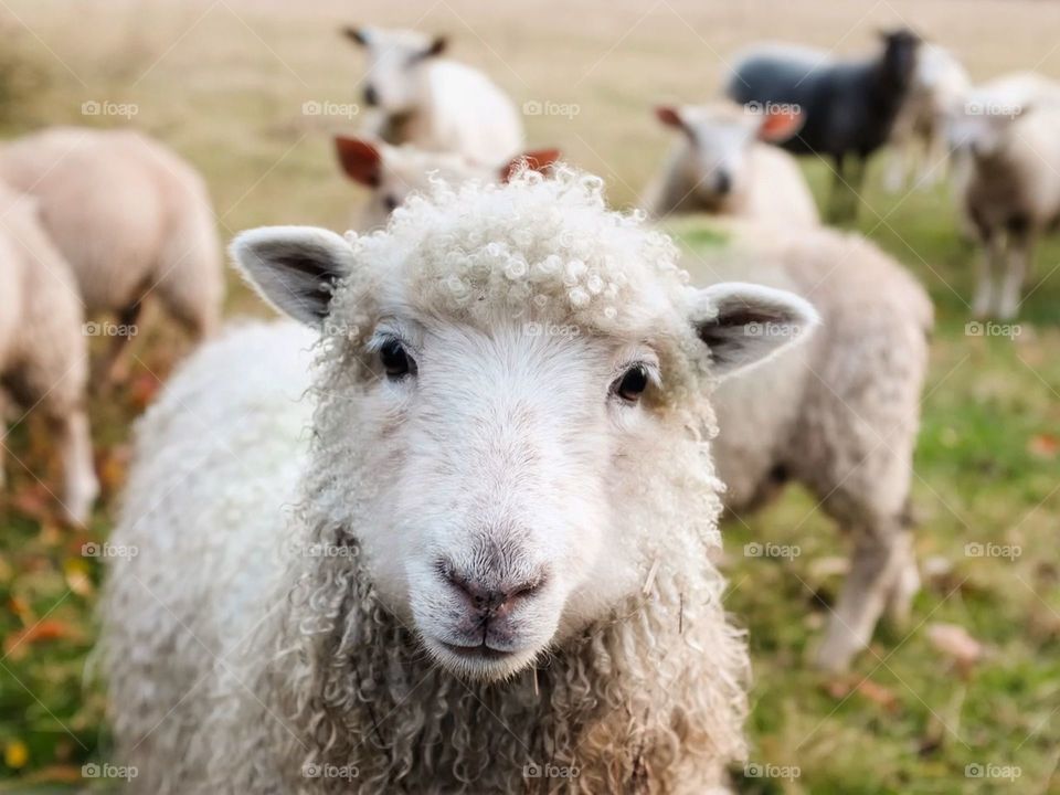 A sheep in a field looking close at the camera with a very cute face. In the background, different sheep are visible through the soft focus of the image.