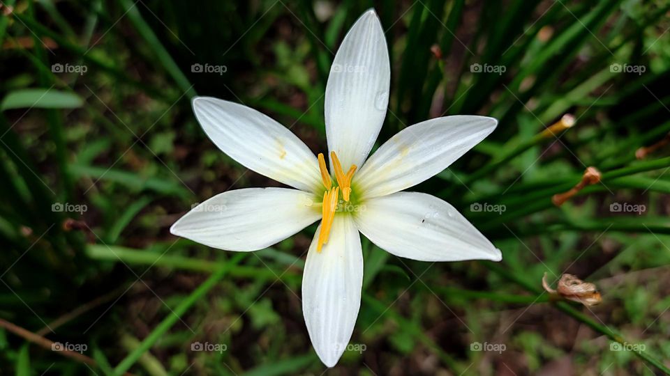Zephyranthes candida. 
White windflower or autumn zephyrlily in the garden. In Indonesia called kembang coklat.