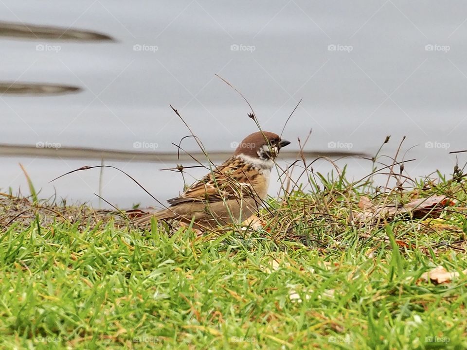 Sparrow by the pond