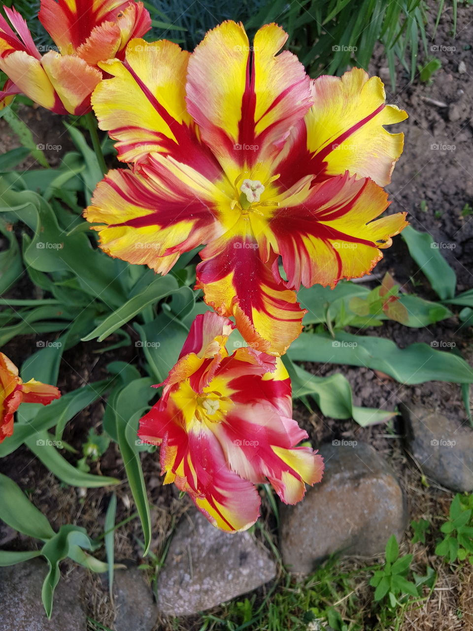 Big pretty flower