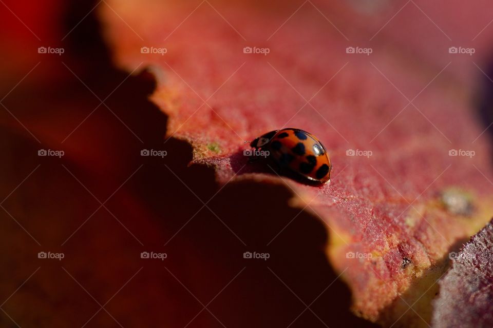 ladybug