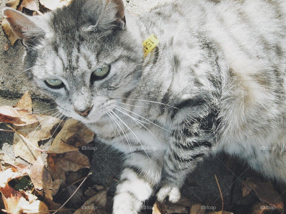 Lazy grey strip cat