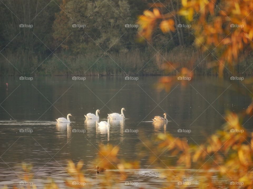 Swans on lake