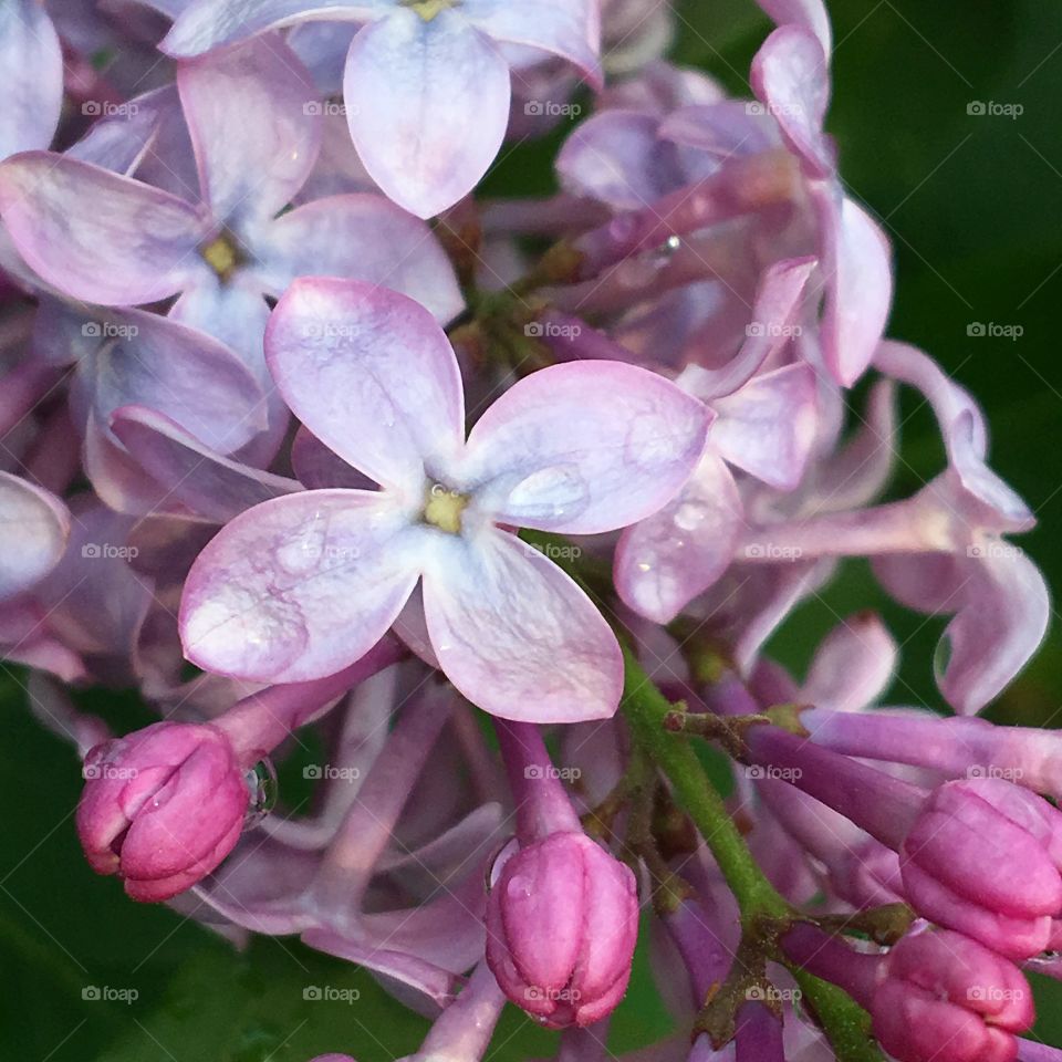 Spring Lilac
