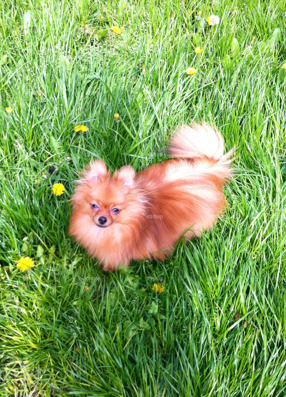 grass shadow dog puppy by binkyboo
