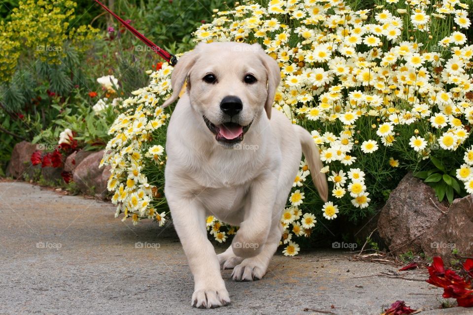 Puppy Labrador 