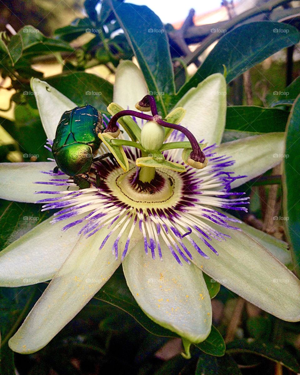 Insect on passion flower
