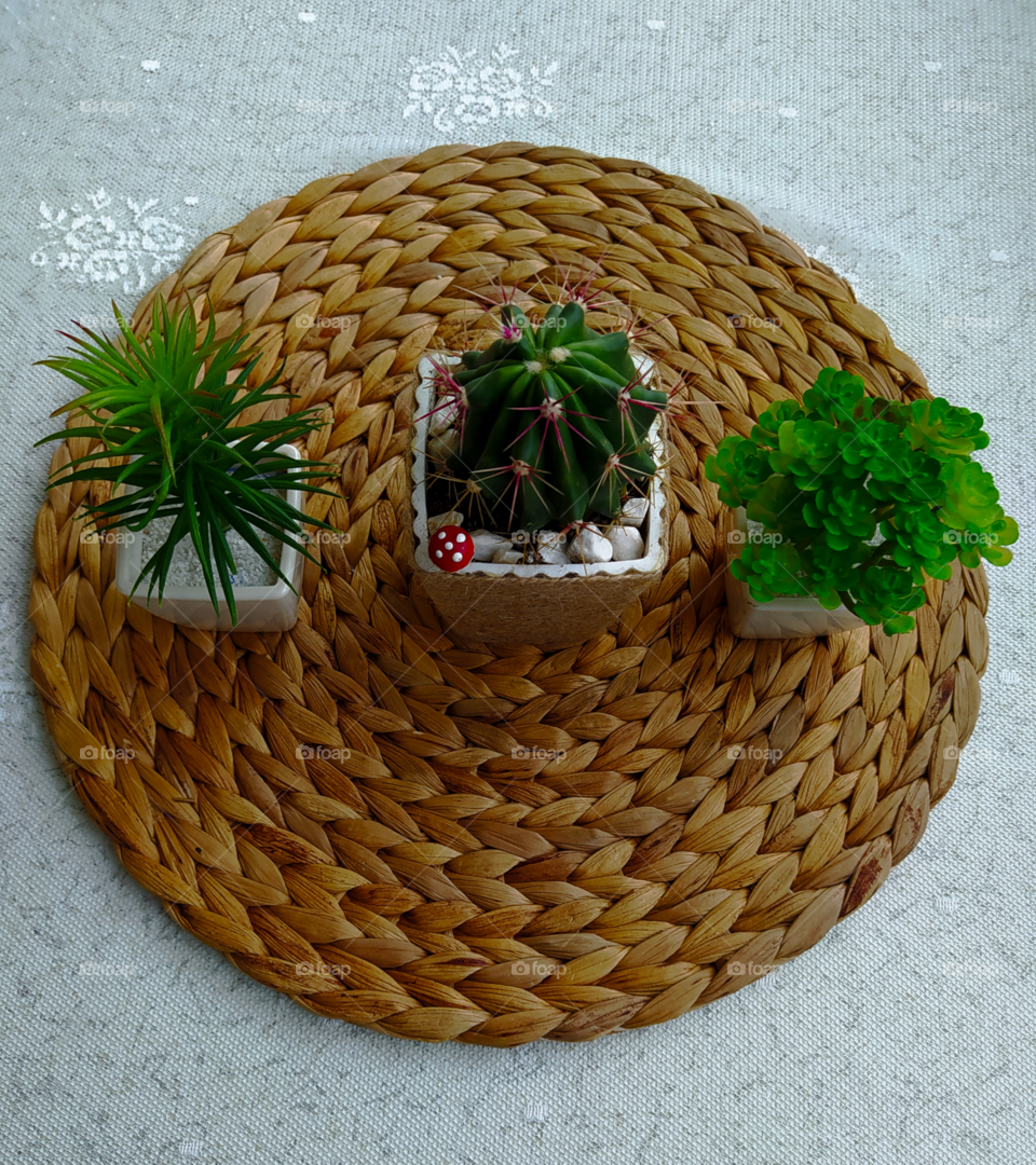 Beautiful plants on table