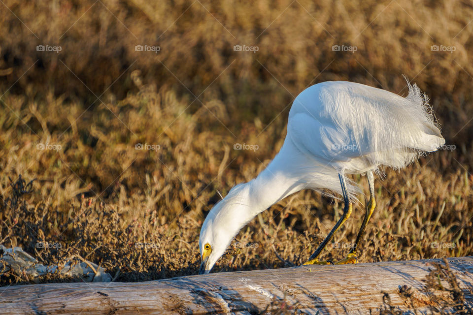 Snowy Egret