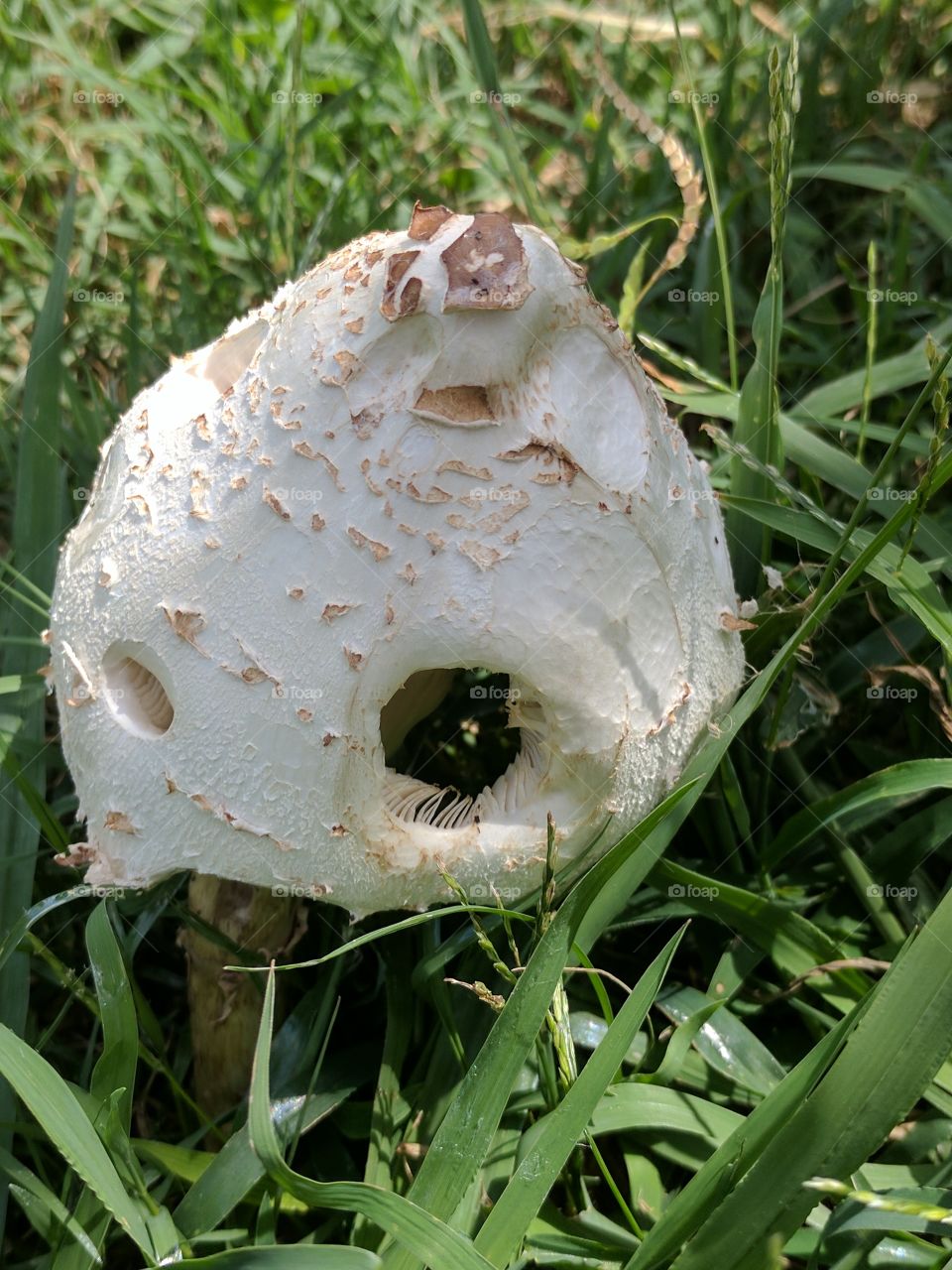 mushroom close up