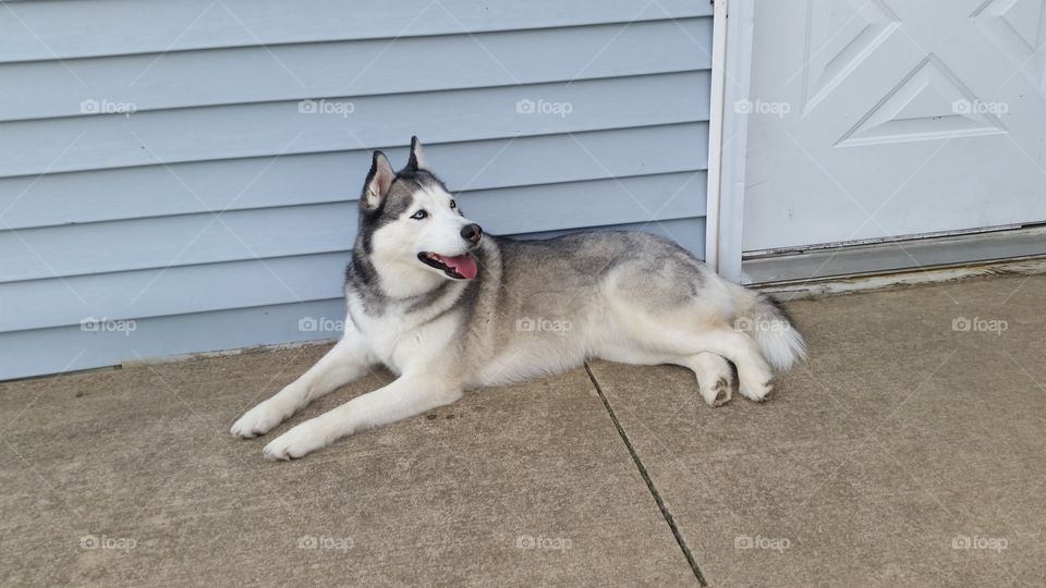 Alaska the Siberian Husky laying down smiling outside