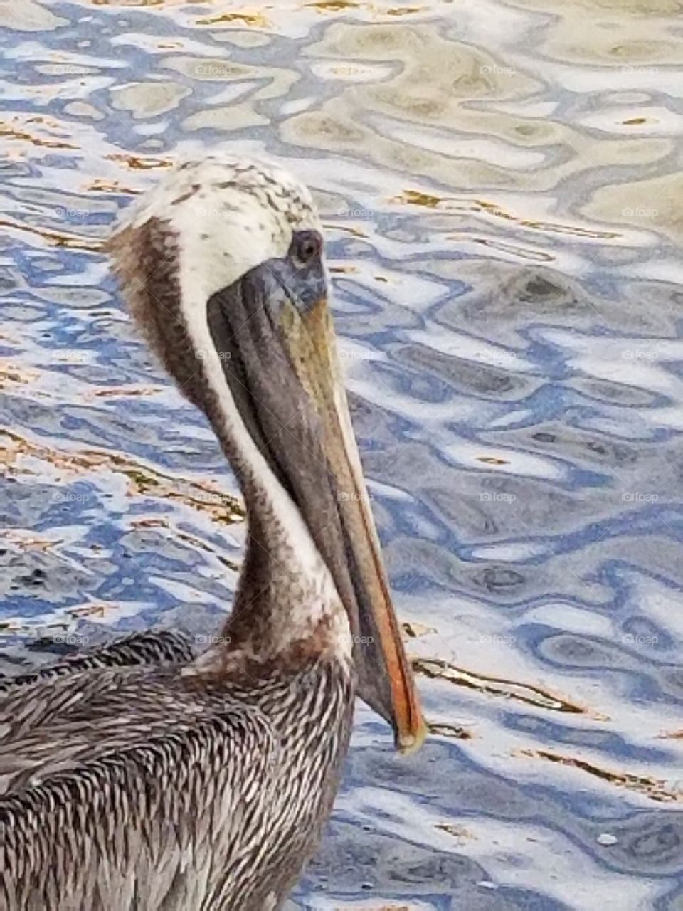 Pelican, St. Petersburg, Florida