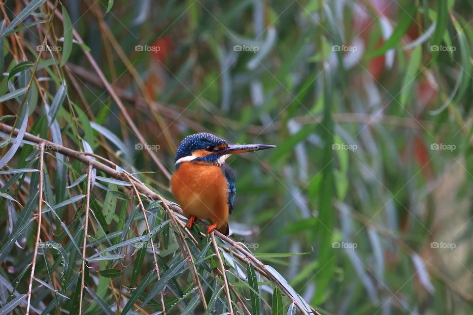 Beautiful and cute bird