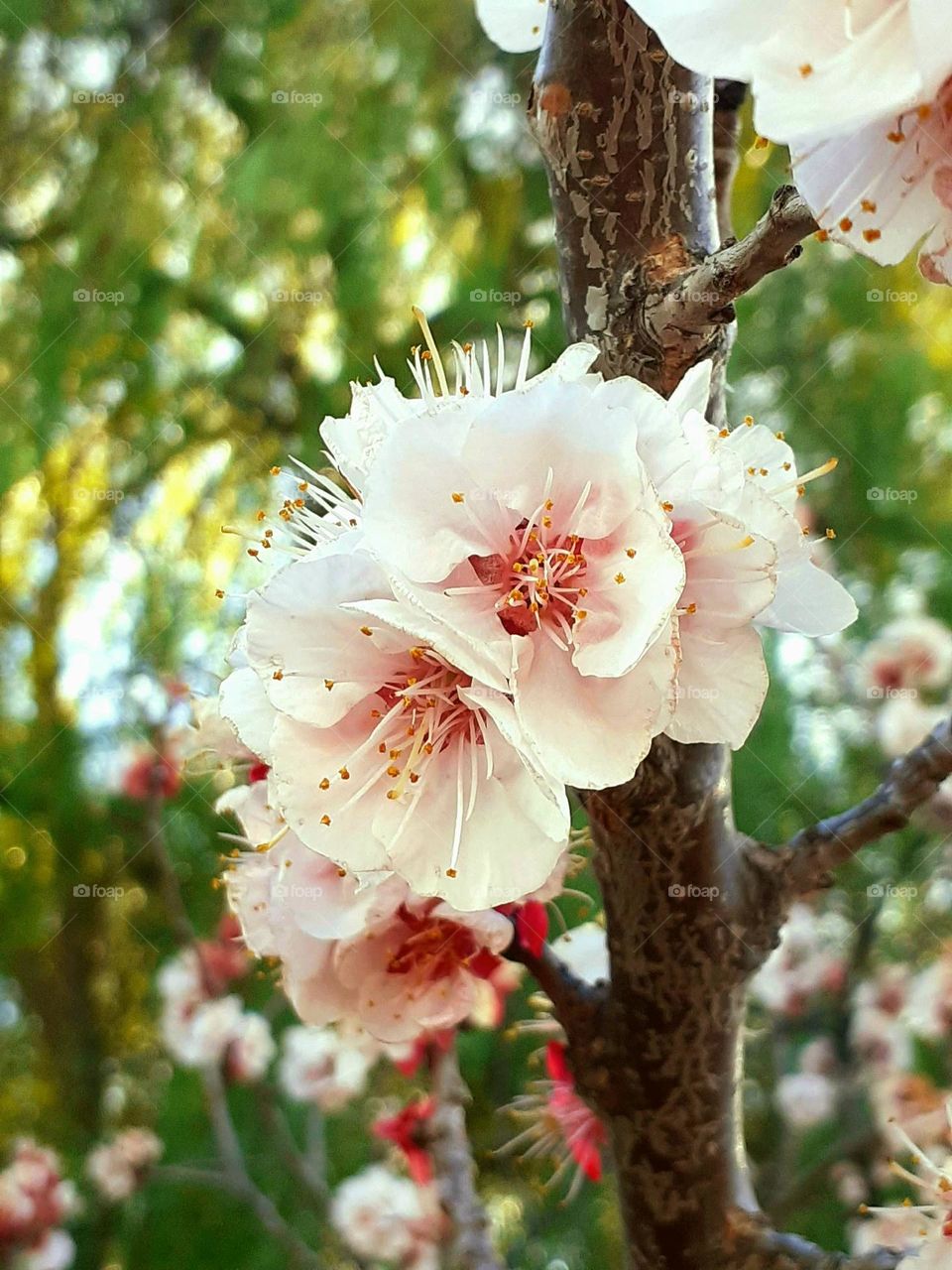 flores de primavera