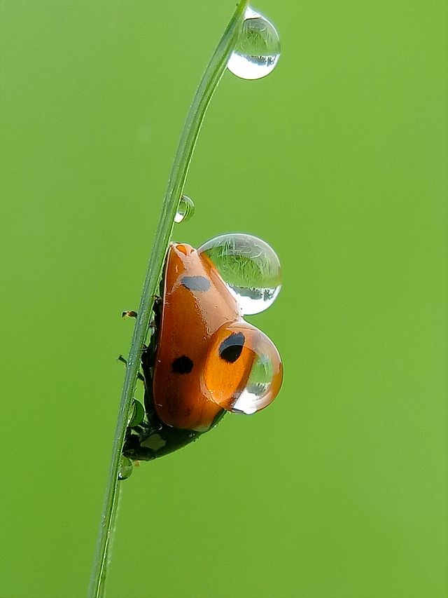 Red lady bug in morning view
