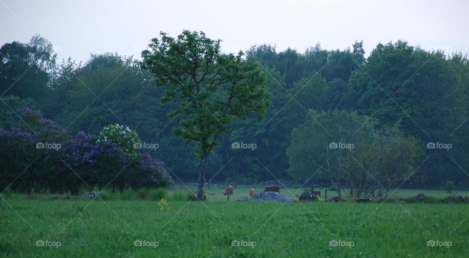 Spring cattle
