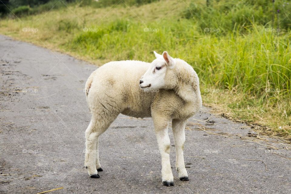 Curious lamb