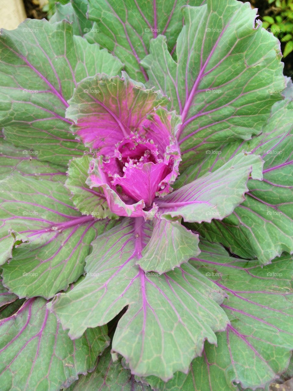 decorative cabbage