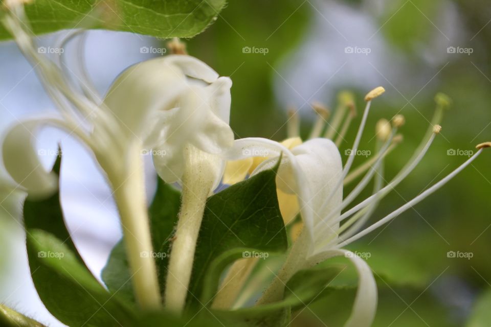 Honeysuckle 