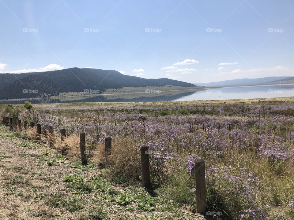 A field of wildflowers at a Mountain lake 