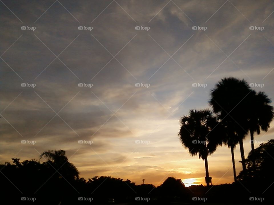 Sunset and Palms