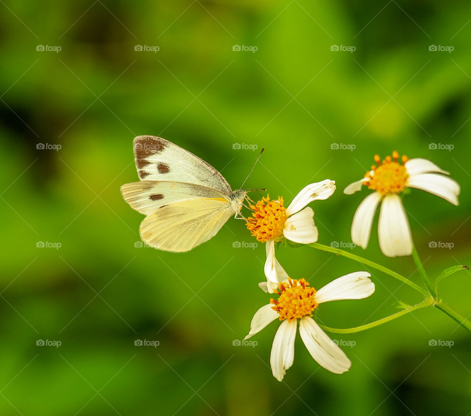 The Strong Relationship between Butterflies and Flowers in the Natures.