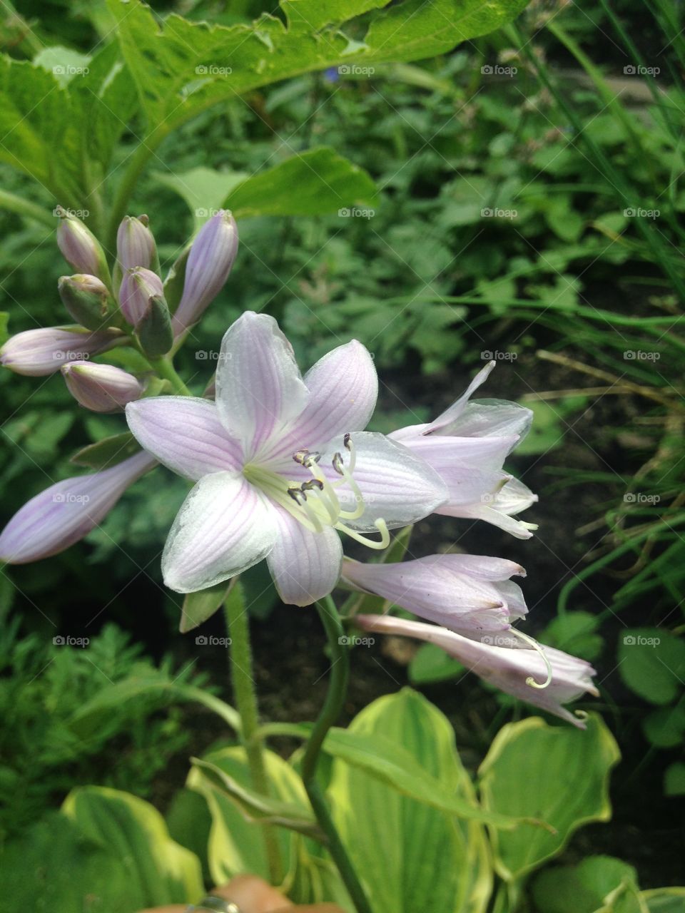 Pink and white flowers