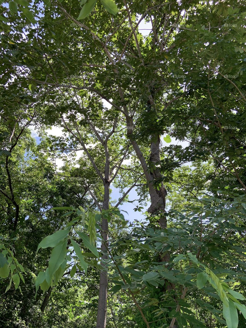 Trees around everywhere, Countryside (Thailand)