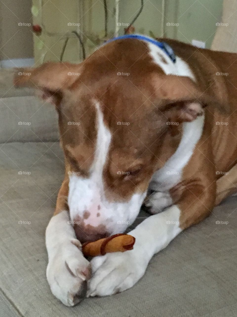 Rescue dog praying before eating his treat