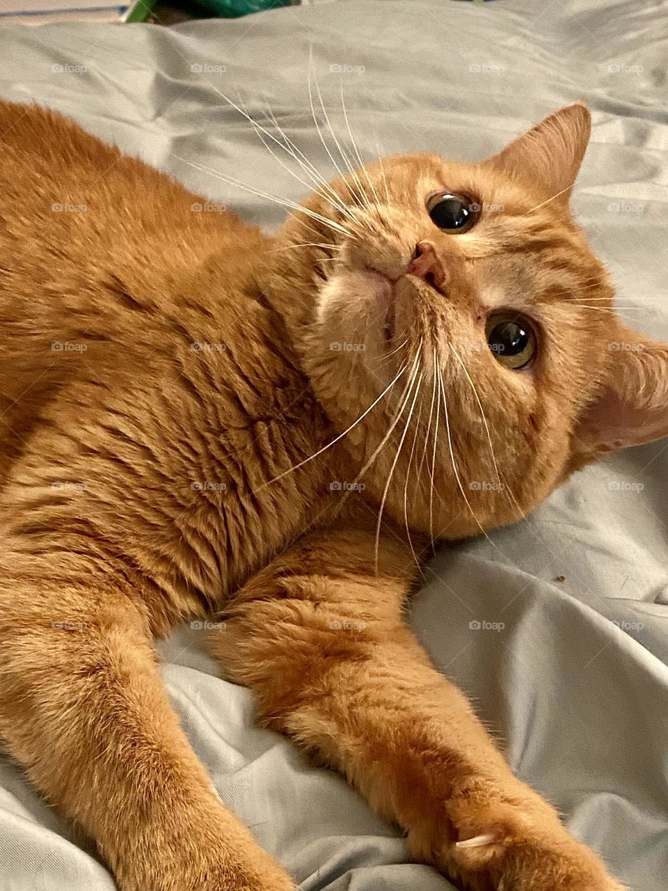 An orange cat with crazy eyes