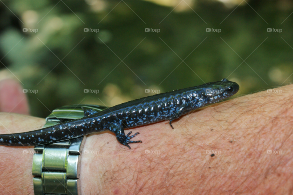 animal animals lizard reptile by somebeach