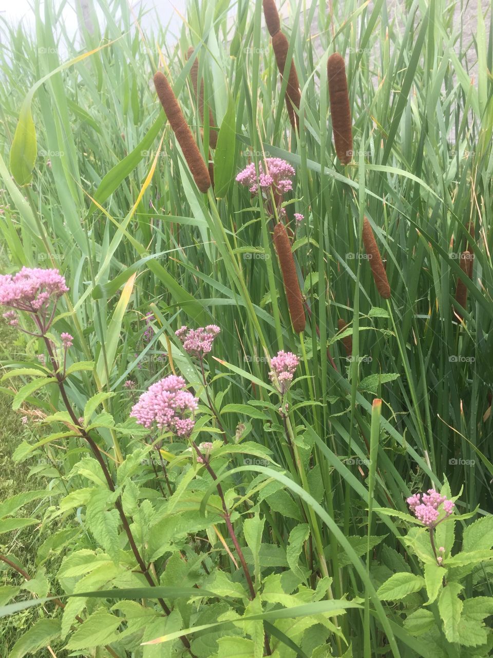 Cat tails and wild flowers
