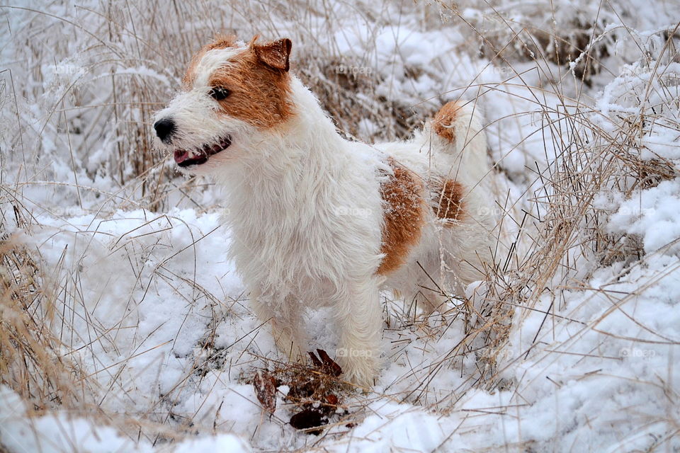 Cute dog standing in the snow