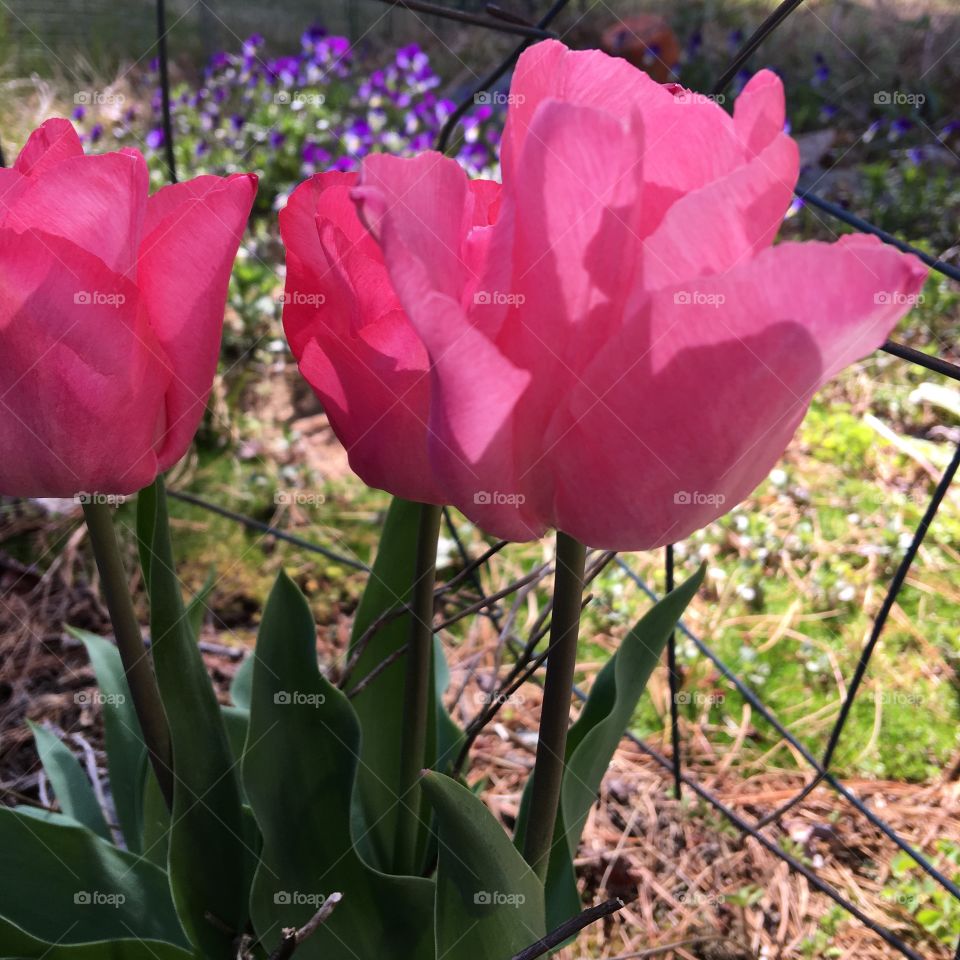 Fuchsia color tulips in summer garden.