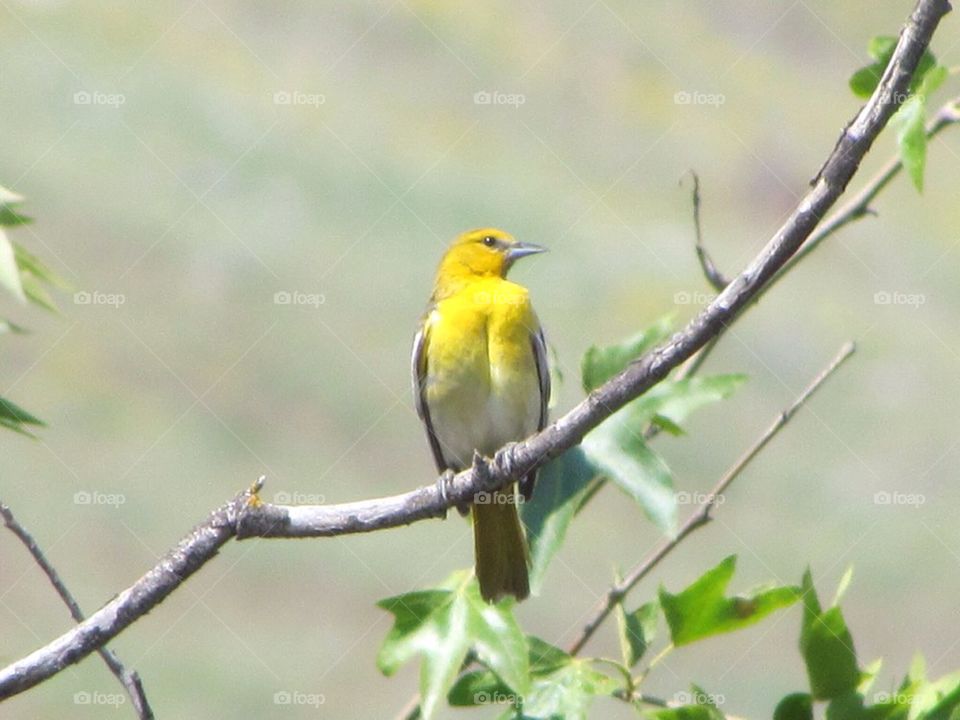 Bird on a limb