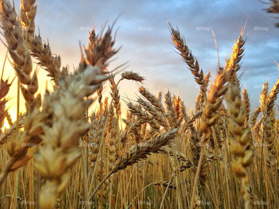 Sunlight passing on the crops