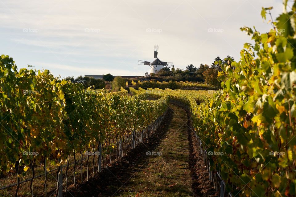 The way to the windmill through the vineyards