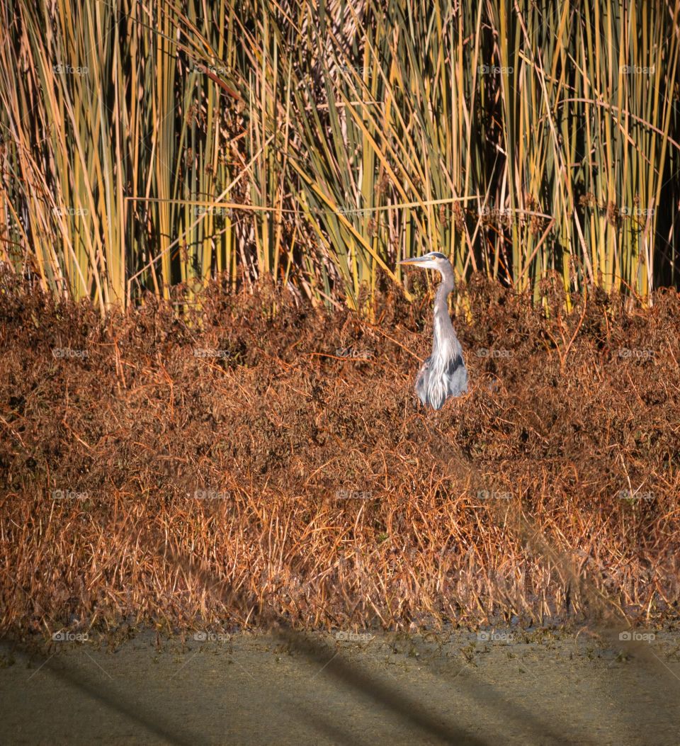 A great blue heron getting some afternoon sun in San Diego California.