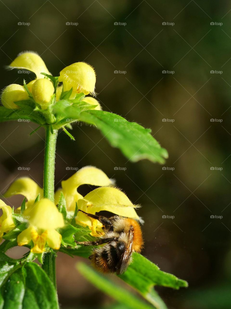 Bumblebee searching for nectar