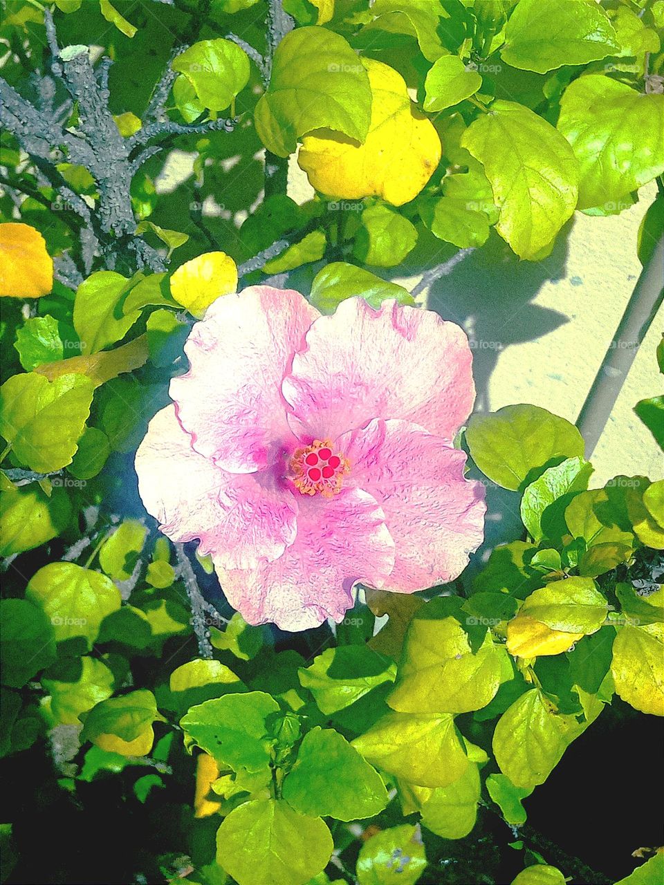 Beautiful pink 💕 hibiscus🌺 flower🌺🌻🌹🌷 in our garden