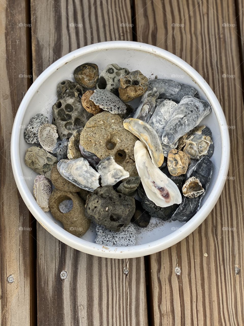 Shells in white bowl