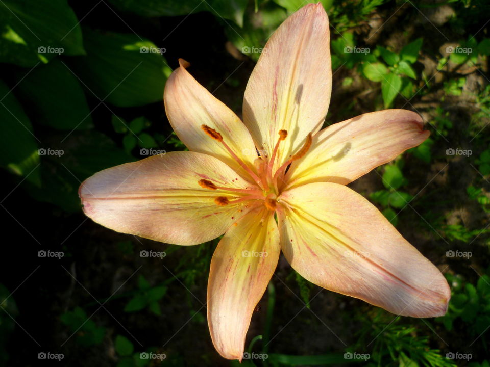 Beautiful blooming flower in the garden