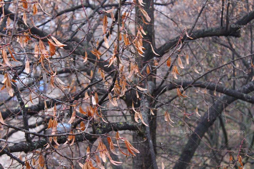 autumn leaf