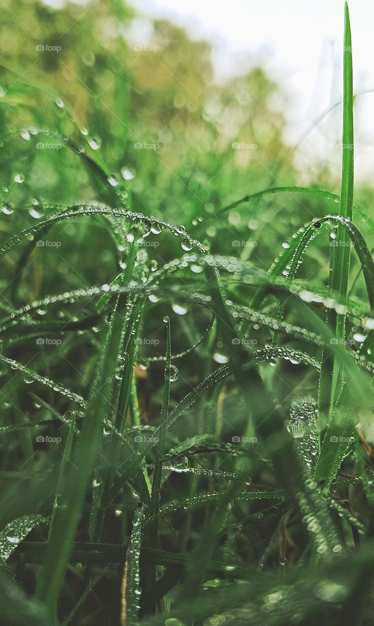 Dew on grass