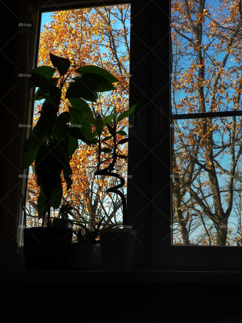 silhouette of avocado, succulents and bamboo on a window sill behind which autumn oaks with yellow leaves against a blue sky