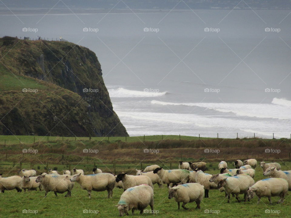 Sheep, cliffs, ocean and clouds - typical Ireland in one picture! 